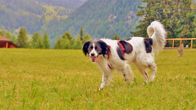 Urlaub mit Hund im Val di Fiemme