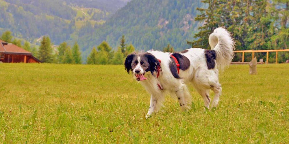 Urlaub mit Hund im Val di Fiemme